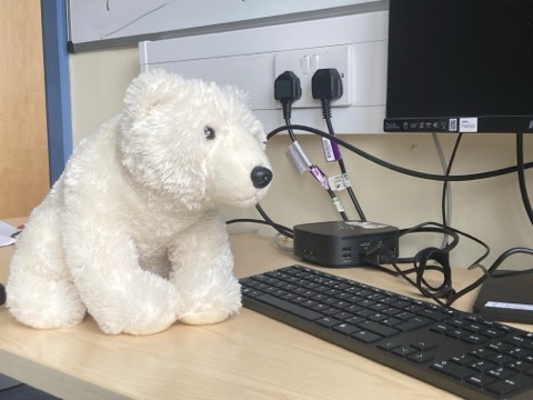 Lewis the Bear